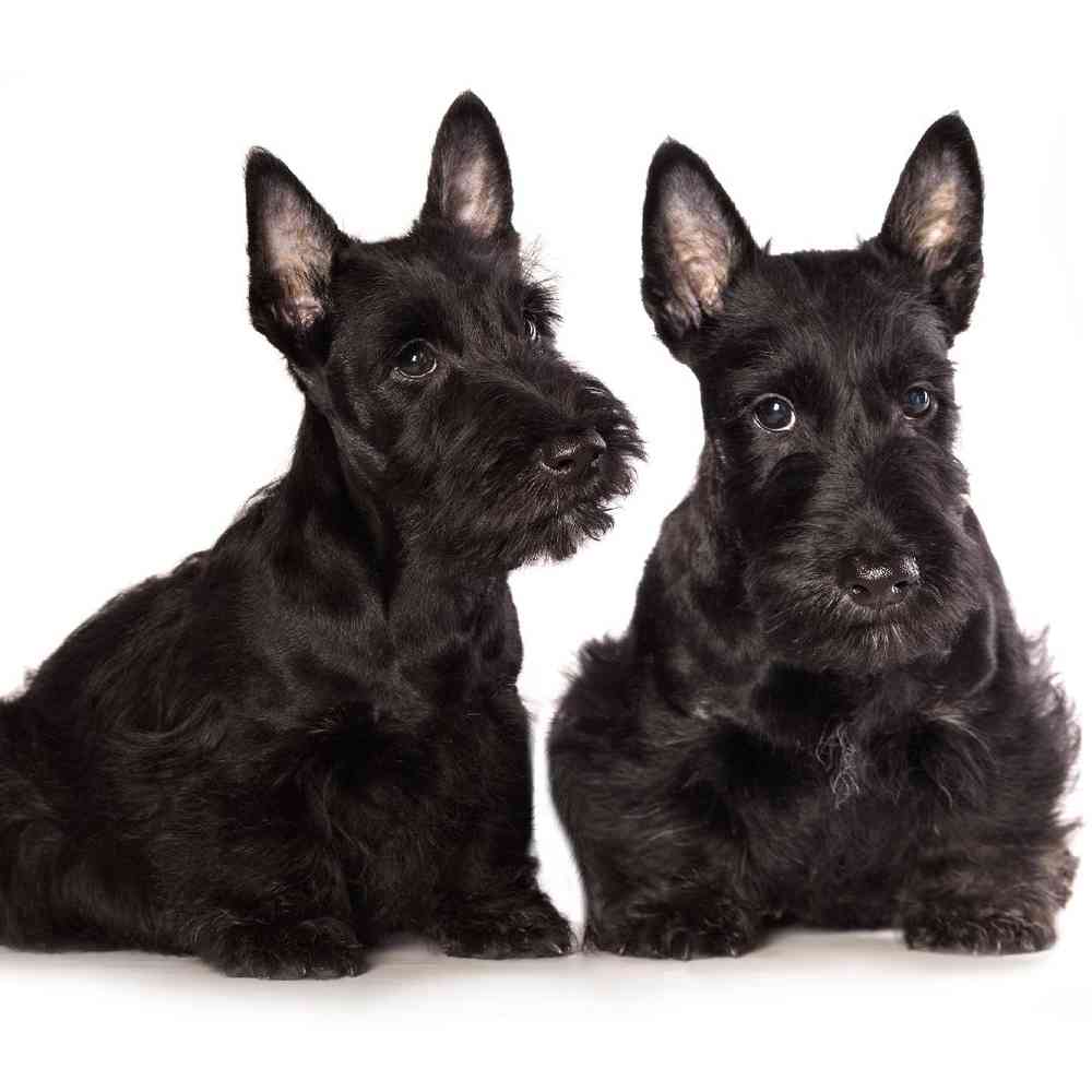 Scottish Terrier image