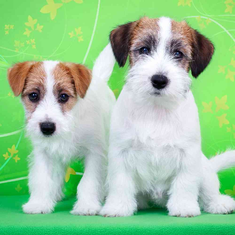 Jack Russell Terrier Puppies for Sale image