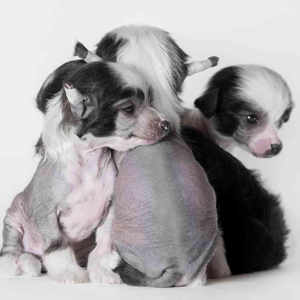 Chinese Crested Puppies for Sale image