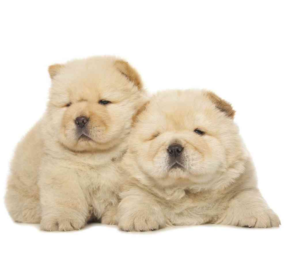 Chow Chow Puppies for Sale image