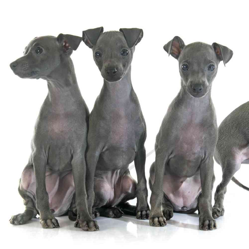 Italian Greyhound Puppies for Sale image