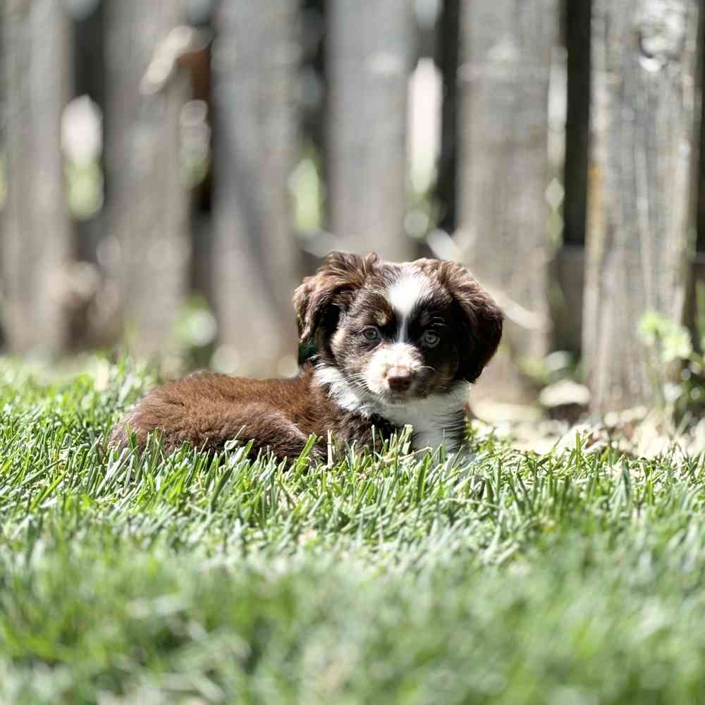 Miniature Australian Shepherd image