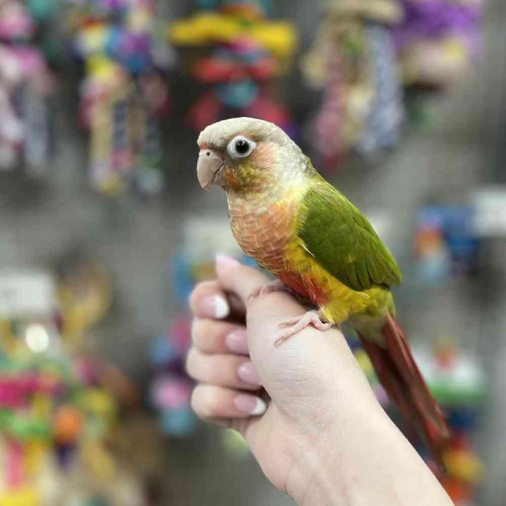 Pineapple Green Cheek Conure image