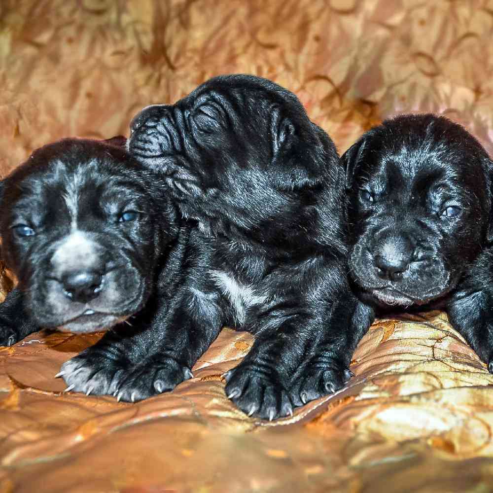 Cane Corso Puppies for Sale image