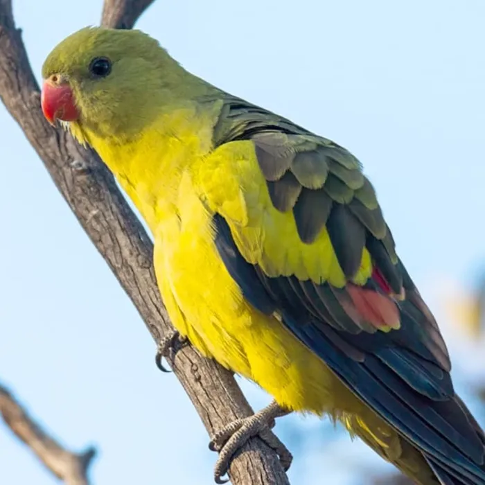 Regent Parrot image