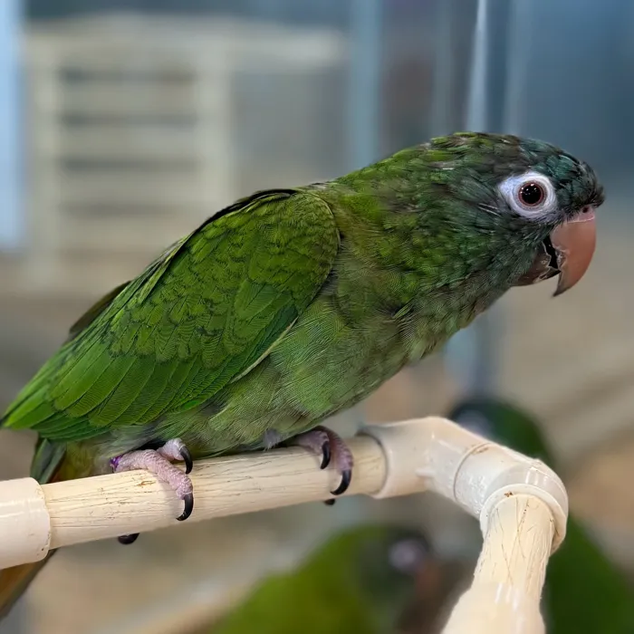 Blue Crown Conure image
