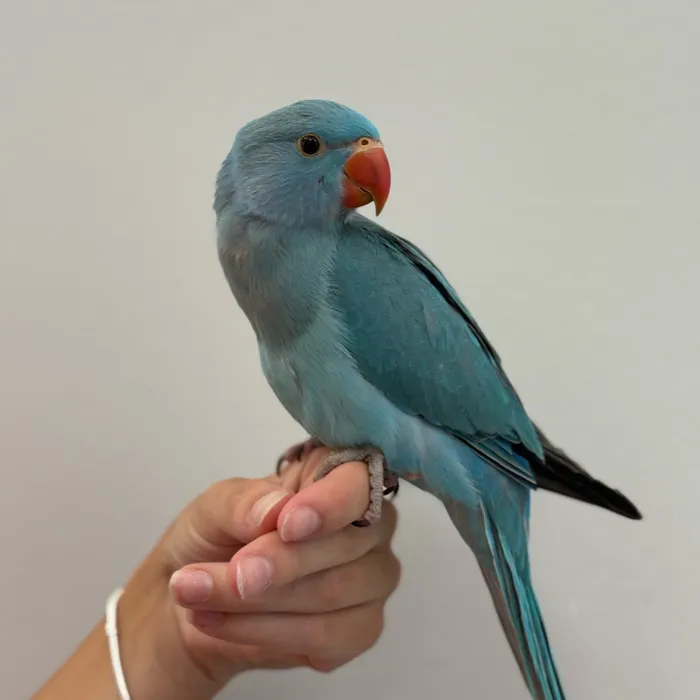 Indian Ringneck image