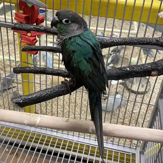 Unknown Green Cheek Conure Bird for sale