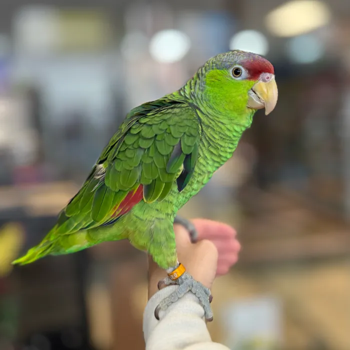 Mexican Red Head Amazon image