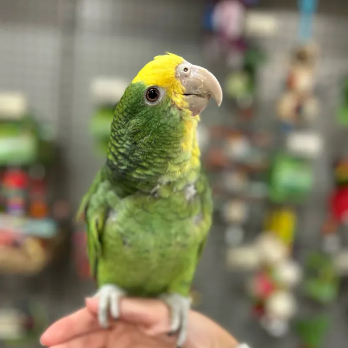 Double Yellow Head Amazon image