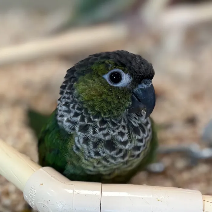 Black Cap Conure image