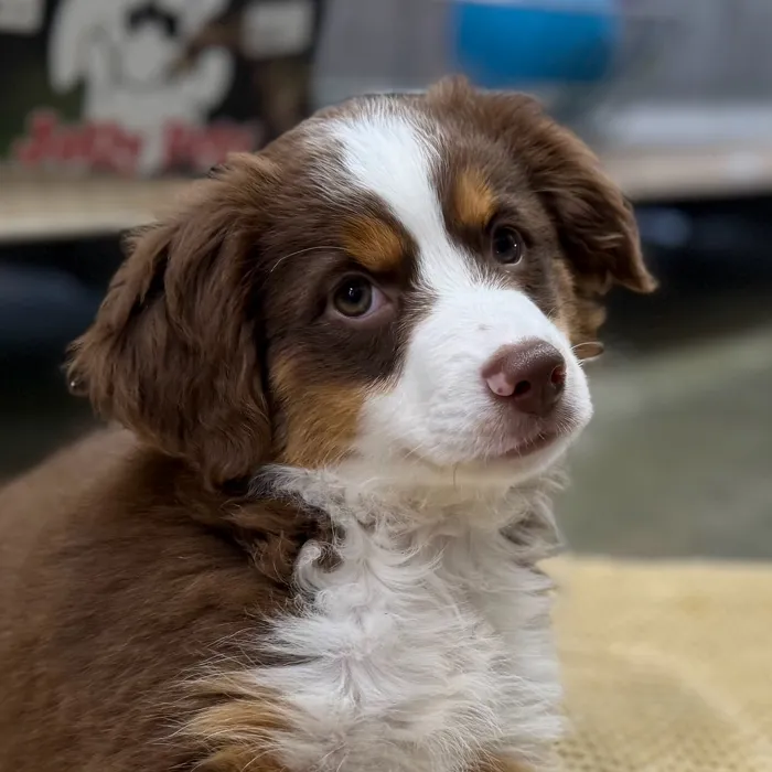 Miniature Australian Shepherd image