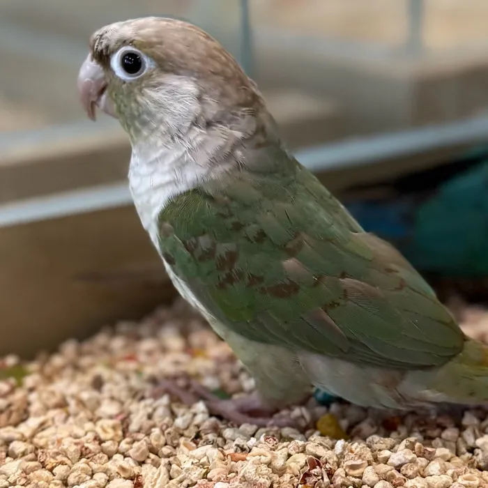 Green Cheek Conure image