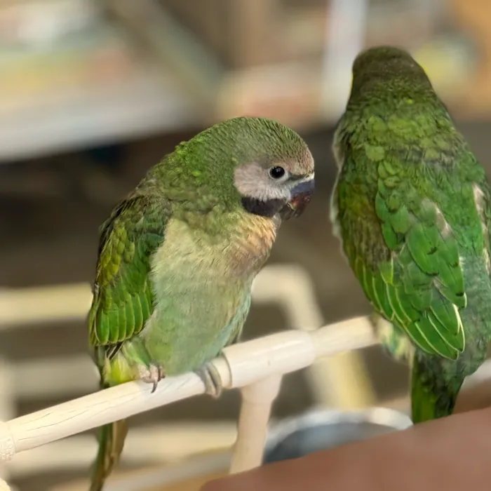 Derbayan X Moustache Parakeet image