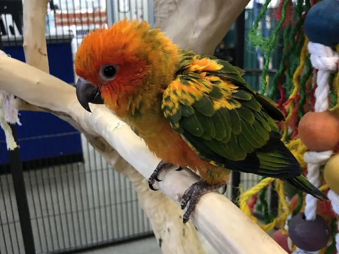 Red Factor Sun Conure image