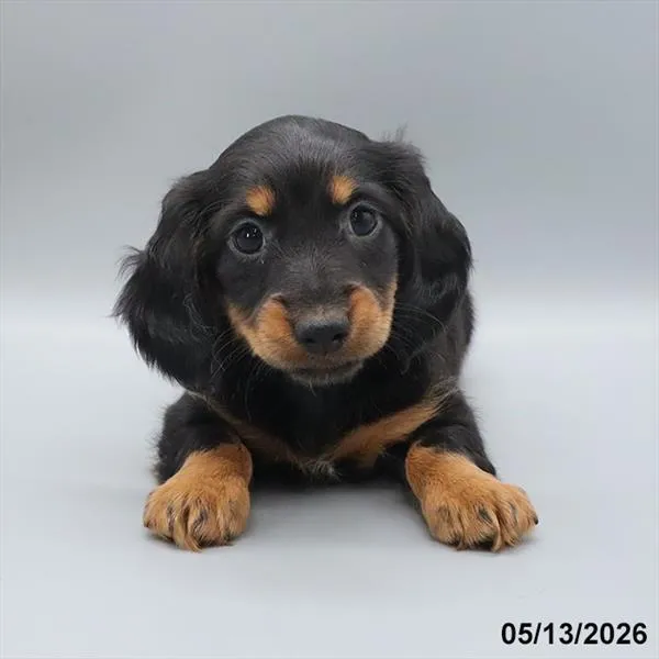 Female Dachshund puppy for sale at Petland North Kansas.