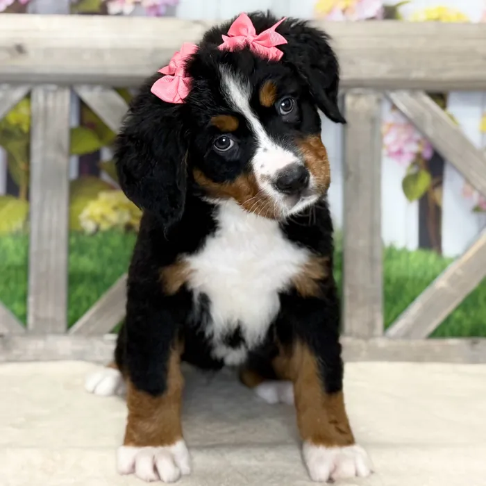 Female Bernese Mountain Dog puppy named Belle for sale at Petland North Kansas.