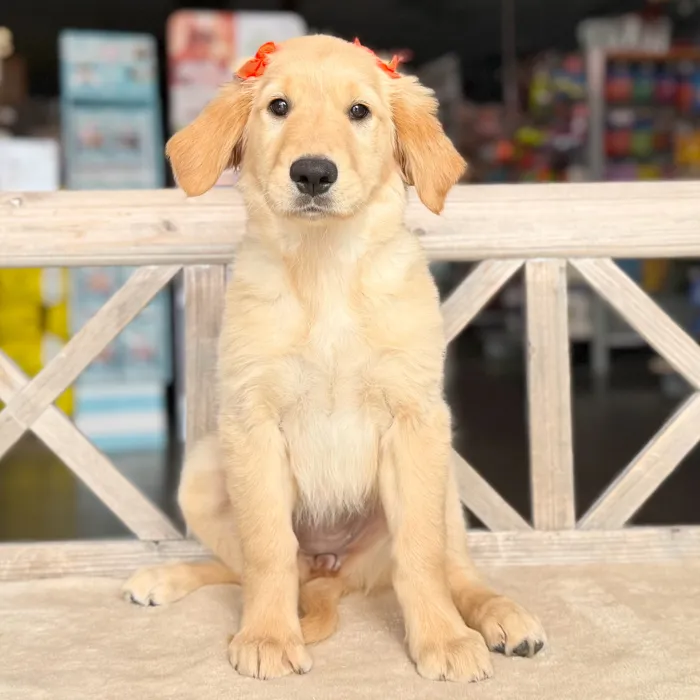 Female Golden Retriever puppy named Sara for sale at Petland Blue Springs.