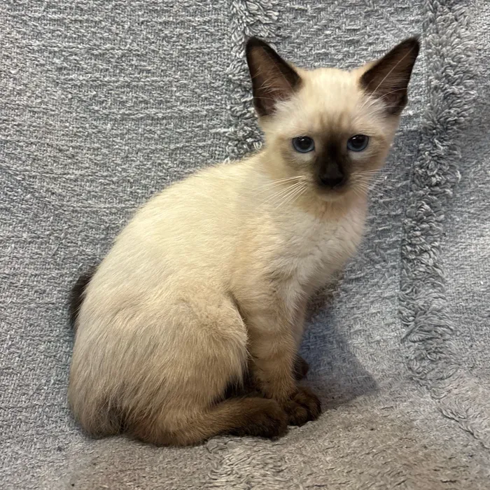 Male Siamese kitten named Socks for sale at Petland North Kansas.