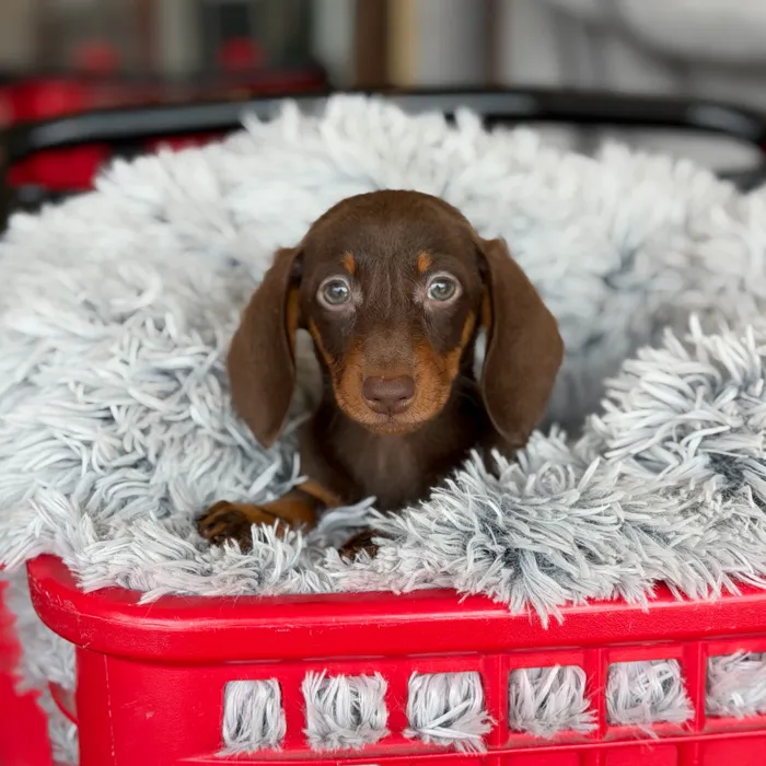 Female Dachshund puppy named Phoebe for sale at Petland North Kansas.