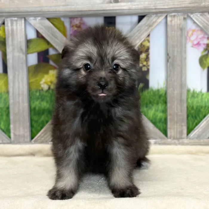 Female Keeshond puppy named Little Bit for sale at Petland Blue Springs.