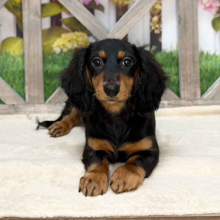Male Dachshund puppy named Salvy for sale at Petland North Kansas.