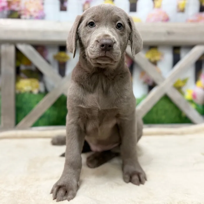 Female Labrador Retriever puppy named Khloe for sale at Petland Blue Springs.