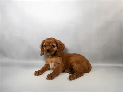 Female Cavalier King Charles Spaniel puppy for sale at Petland North Kansas.
