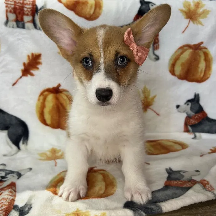 Female Pembroke Welsh Corgi Puppy for Sale in Blue Springs, MO
