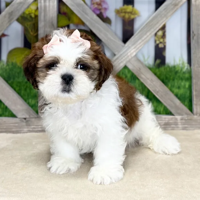 Female Shih Tzu puppy named Marie for sale at Petland Blue Springs.
