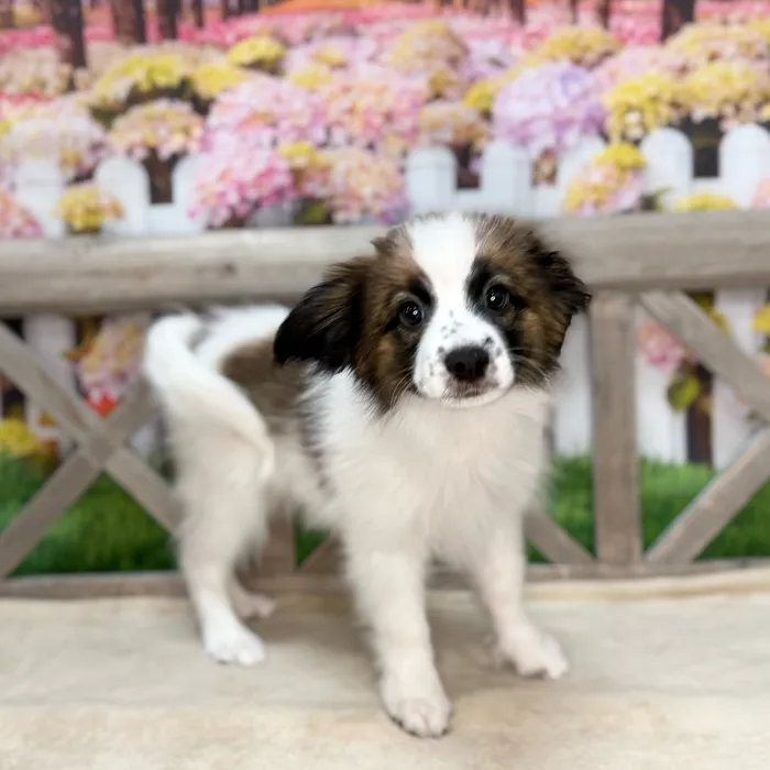 Male Papillon puppy named White for sale at Petland North Kansas.