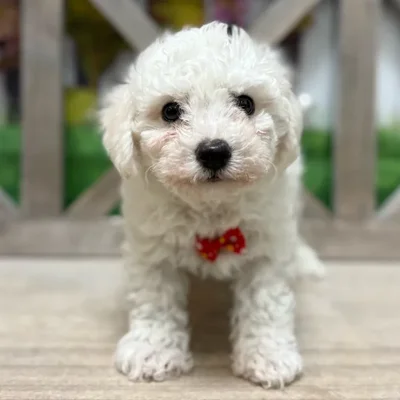 Male Bichon puppy named Michael for sale at Petland North Kansas.