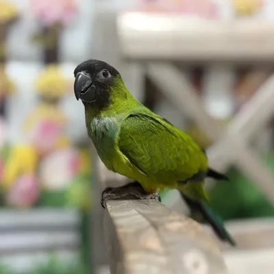 Male Nanday Conure bird named Ernie for sale at Petland Blue Springs.