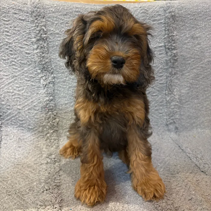 Male Cockapoo puppy named Bonbon for sale at Petland Blue Springs.
