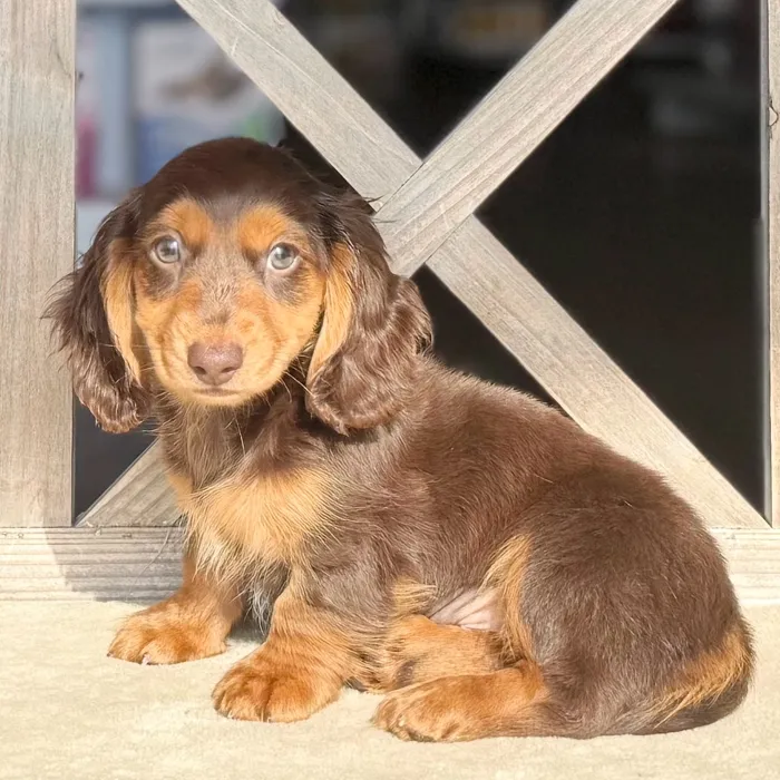 Male Dachshund puppy named Travis for sale at Petland Blue Springs.