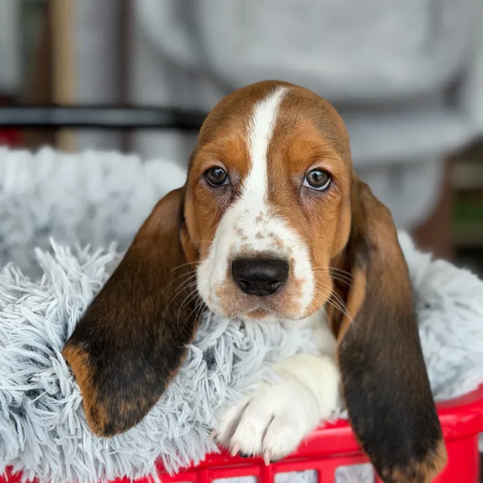 Female Basset Hound puppy named Eeyore for sale at Petland North Kansas.