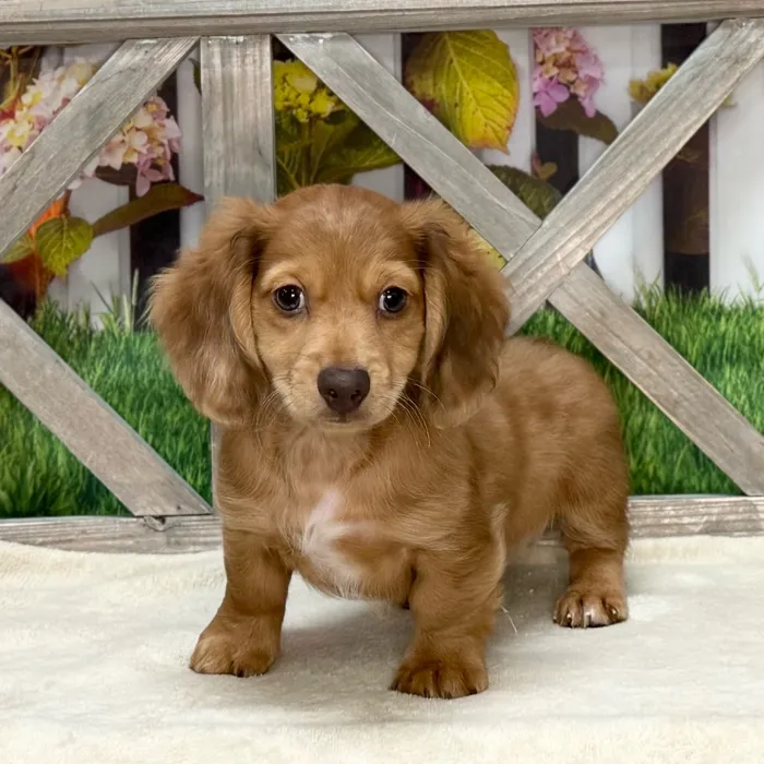 Male Dachshund puppy named Shang for sale at Petland North Kansas.