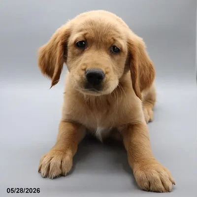 Female Golden Retriever puppy named Winnie for sale at Petland North Kansas.
