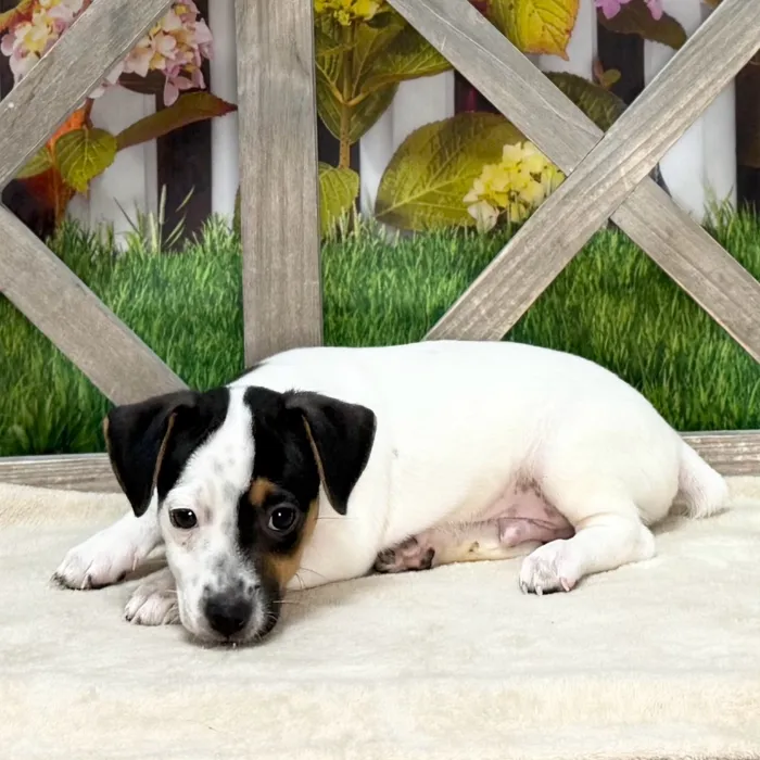 Male Jack Russell Terrier puppy named Tybalt for sale at Petland Blue Springs.