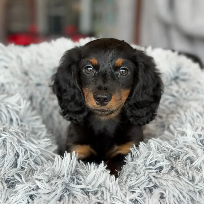 Male Dachshund puppy named Dash for sale at Petland North Kansas.