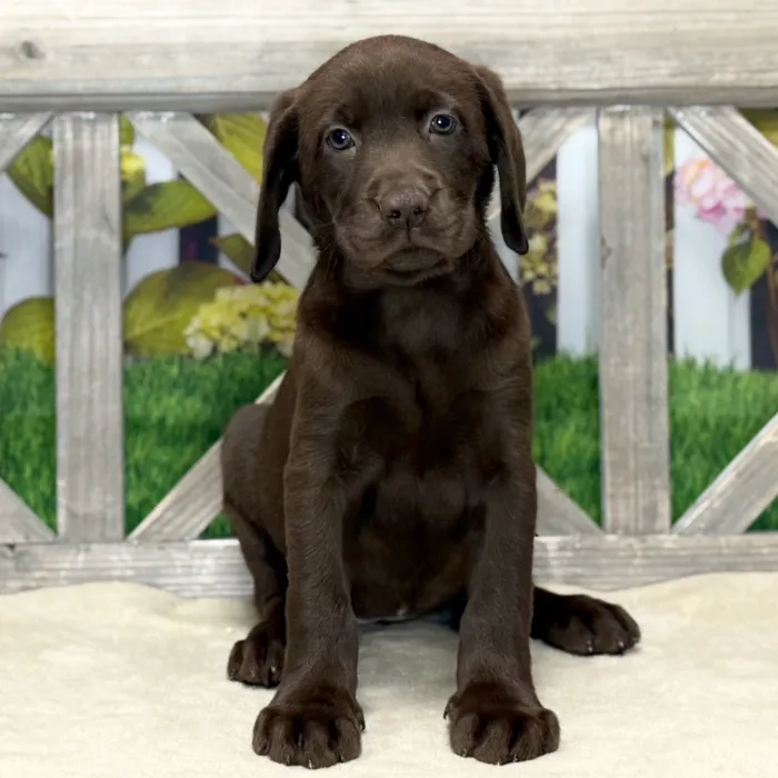 Female Labrador Retriever puppy named Kiss for sale at Petland Blue Springs.