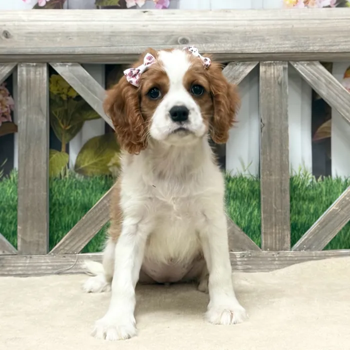 Female Cavalier King Charles Spaniel puppy named Lady for sale at Petland Blue Springs.