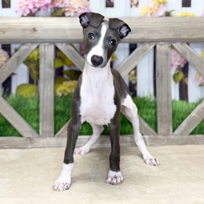 Male Italian Greyhound puppy named Toulouse for sale at Petland Blue Springs.