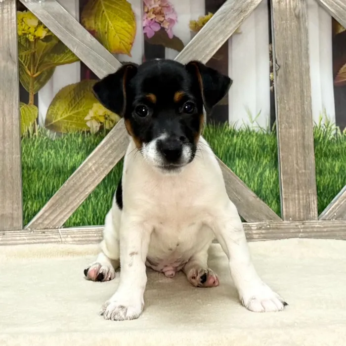 Male Jack Russell Terrier puppy named Romeo for sale at Petland North Kansas.