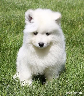 Female Samoyed puppy named Vuitton for sale at Petland Blue Springs.