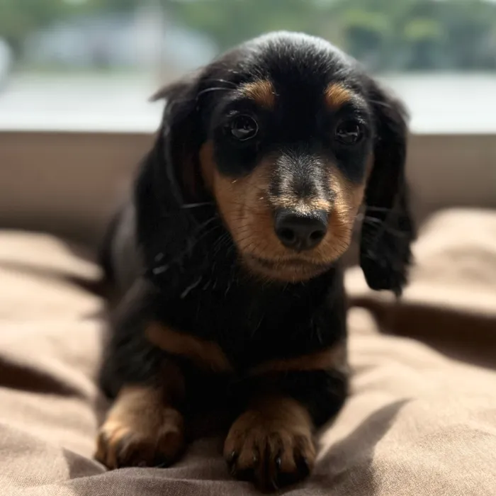Male Dachshund puppy named Salvy for sale at Petland Blue Springs.