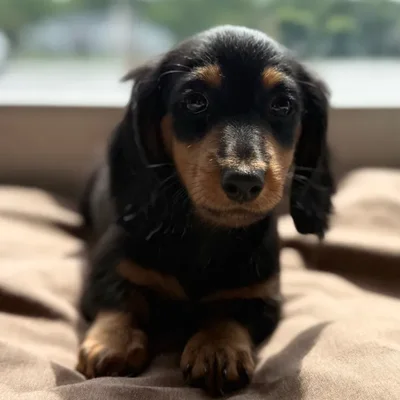 Male Dachshund puppy named Salvy for sale at Petland Blue Springs.