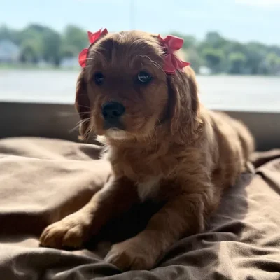 Female Mini Golden Retriever puppy named Jackie for sale at Petland Blue Springs.