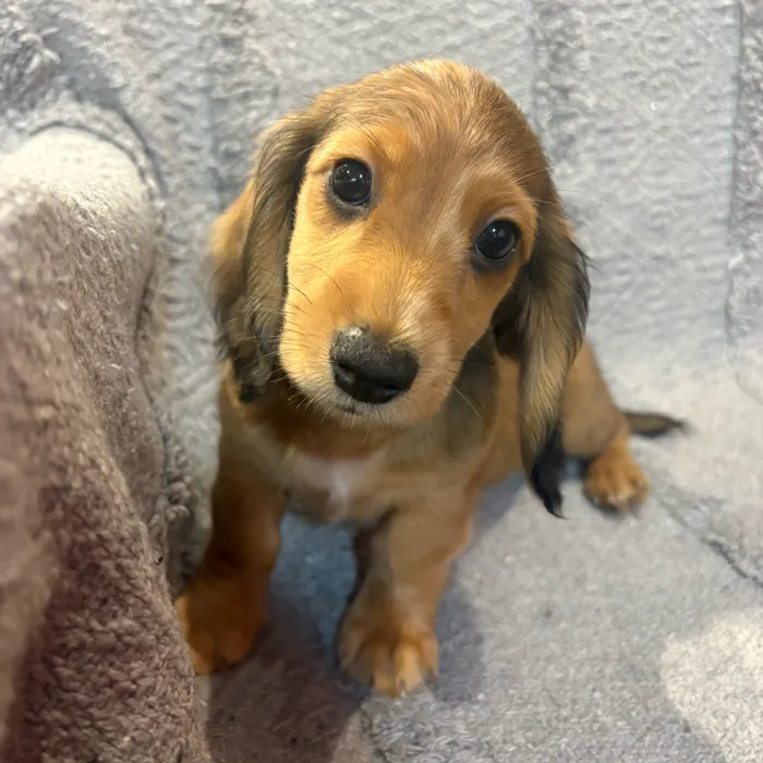 Male Dachshund puppy named Cowboy for sale at Petland North Kansas.