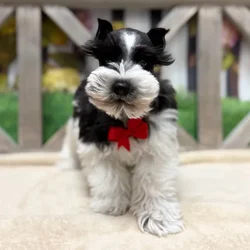 Male Mini Schnauzer puppy named Boda But for sale at Petland Blue Springs.